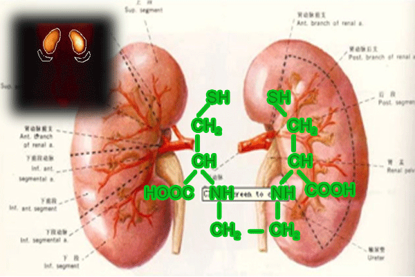 99锝m-雙半胱氨酸（99Tcm-EC）